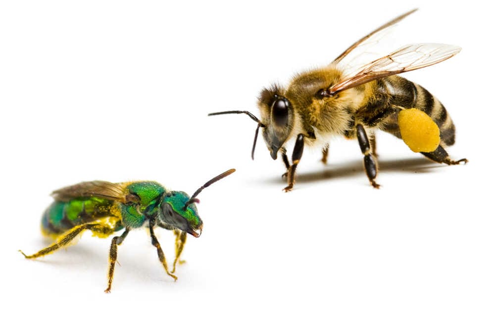 A closeup of a sweat bee and honey bee next to each other