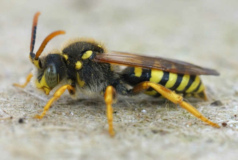 Detailed closeup of a male Gooden's Nomad bee, Nomada goodeniana