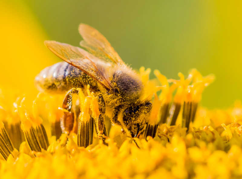 A closeup of a bee collecting pollen.