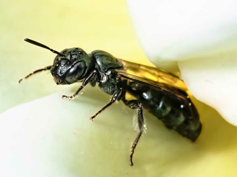 Small Carpenter Bee on a petal (Ceratina sp)