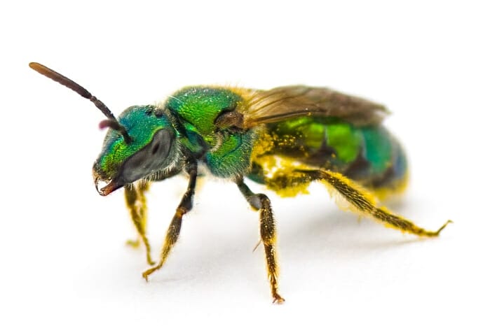 Macro shot of a sweat bee on white background