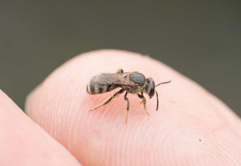 Closeup of a sweat bee on a finger.