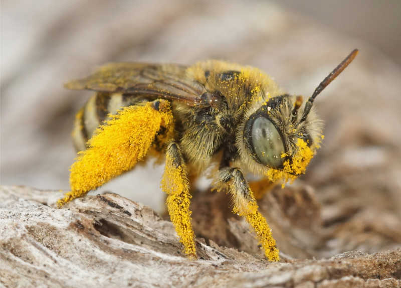 Closeup on a pollen loaded female blue eyed solitary bee, Tetraloniella