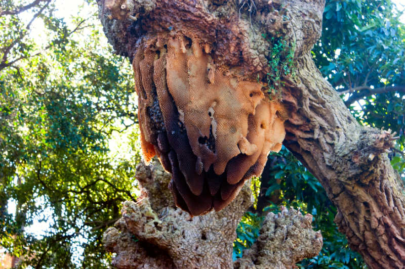 A large beehive on a tree branch