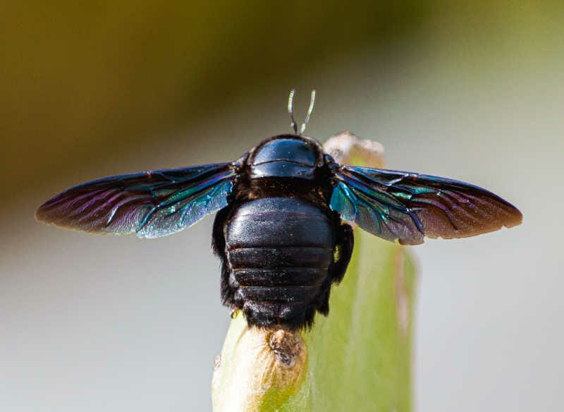 Closeup picture of a tropical carpenter bee (Xylocopa latipes) on a plant