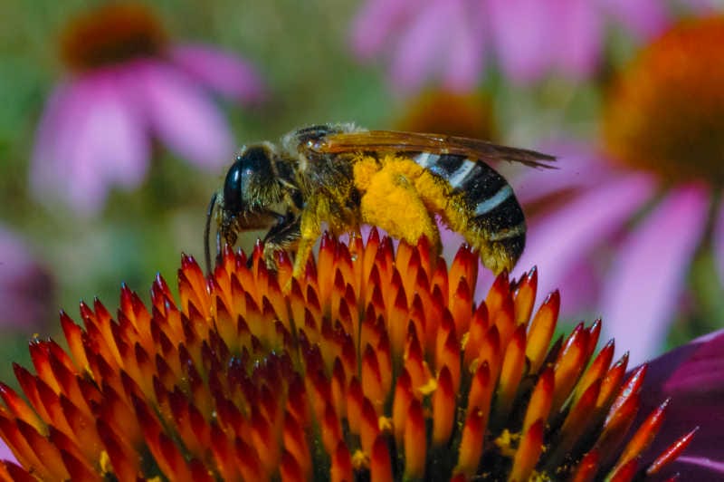 Zoomed in image of a Alfalfa leafcutting bee (Megachile rotundata) on a vibrant flower