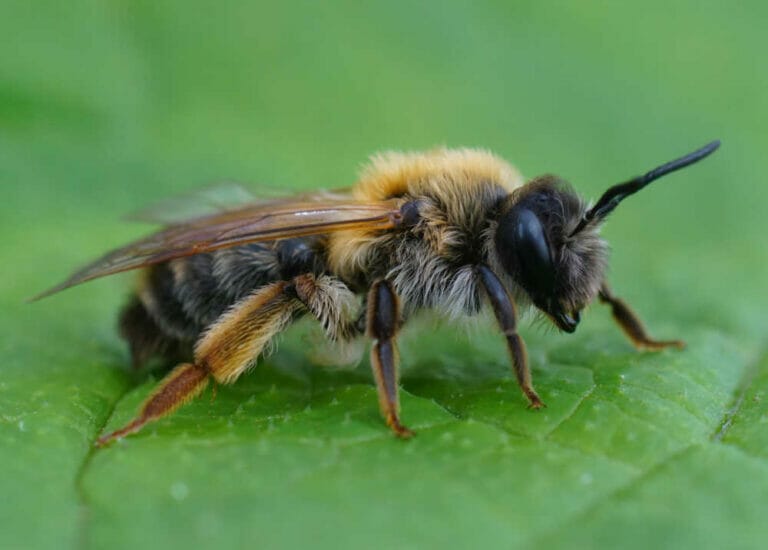 Andrenidae Bee Family – A Factual Guide