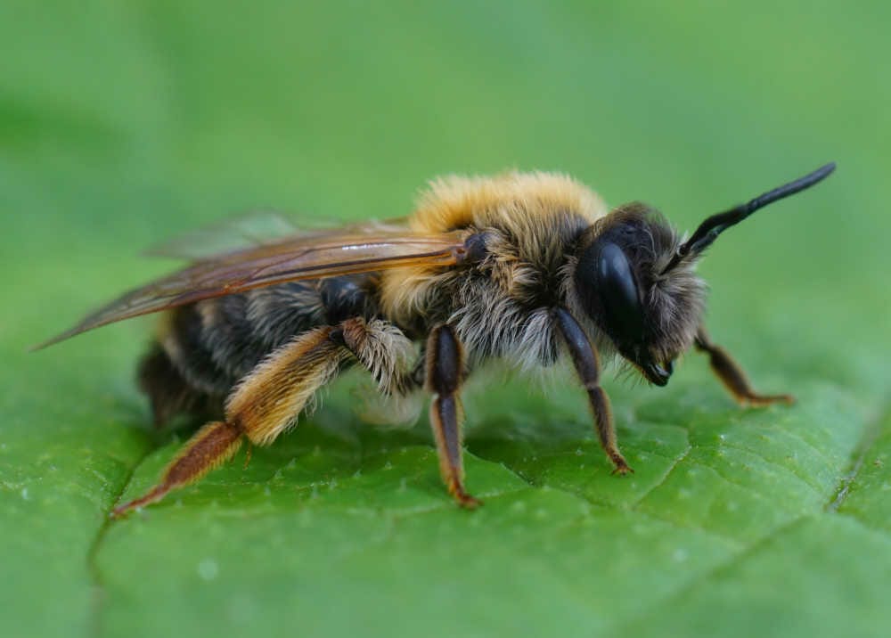 Andrena tibialis from the Andrenidae Bee Family