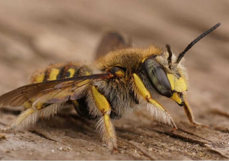 Closeup of a wool carder bee