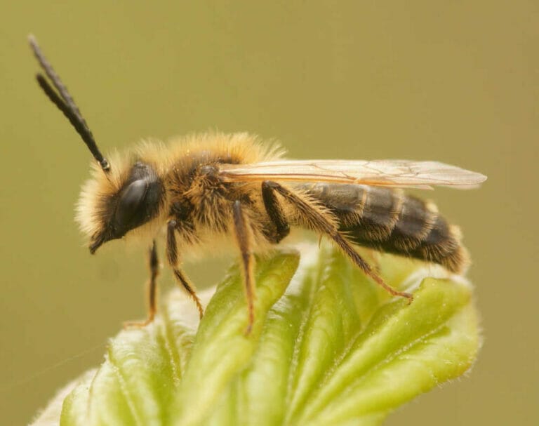 Colletidae Bee Family – Essential 2023 Update