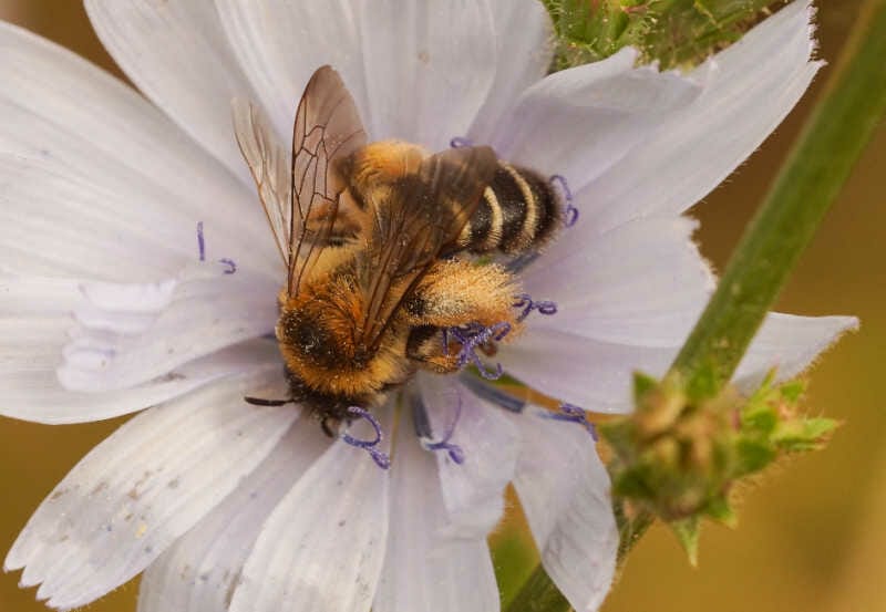 Macro shot of a Pantaloon bee (Dasypoda hirtipes) on a flower