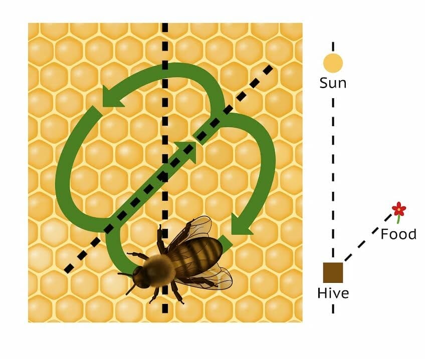 A diagram showing the direction of a waggle run when the food source is at an angle of 45 degrees from the sun