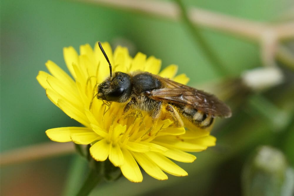 Halictidae Bee