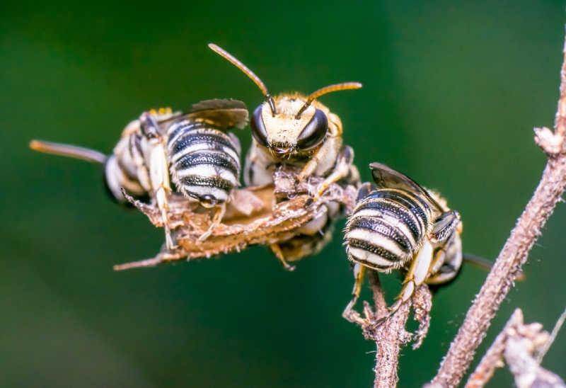 A goup of Halictidae bees resting on a branch