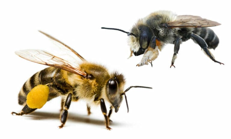 Honey Bee Vs. Leafcutter Bee – A Complete Guide