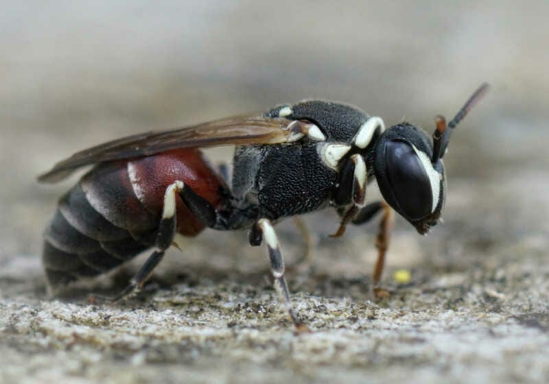 Macro image of a Hylaeus meridionalis (Masked Bee) on the ground