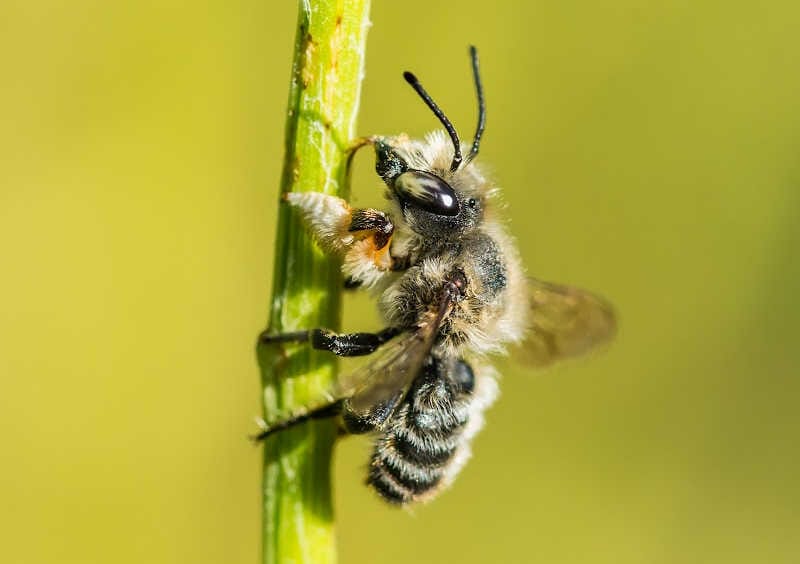 A leafcutter bee climbing a branch