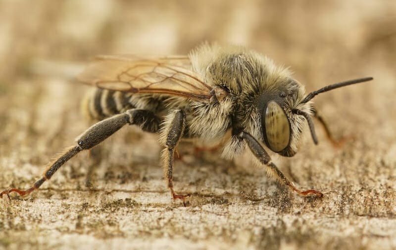 Macro of a Mediterranean wood-boring bee