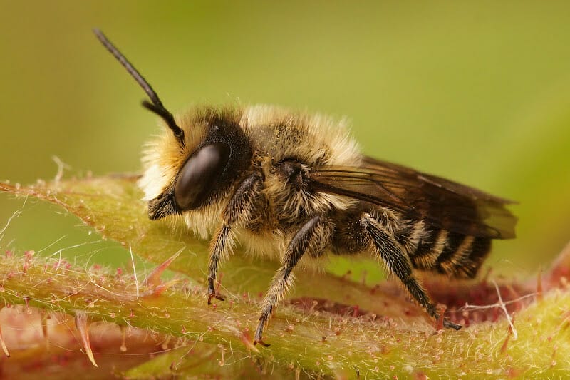 A closeup photograph of the Megachile centuncularis (Patchwork leafcutter) showing its anatomy
