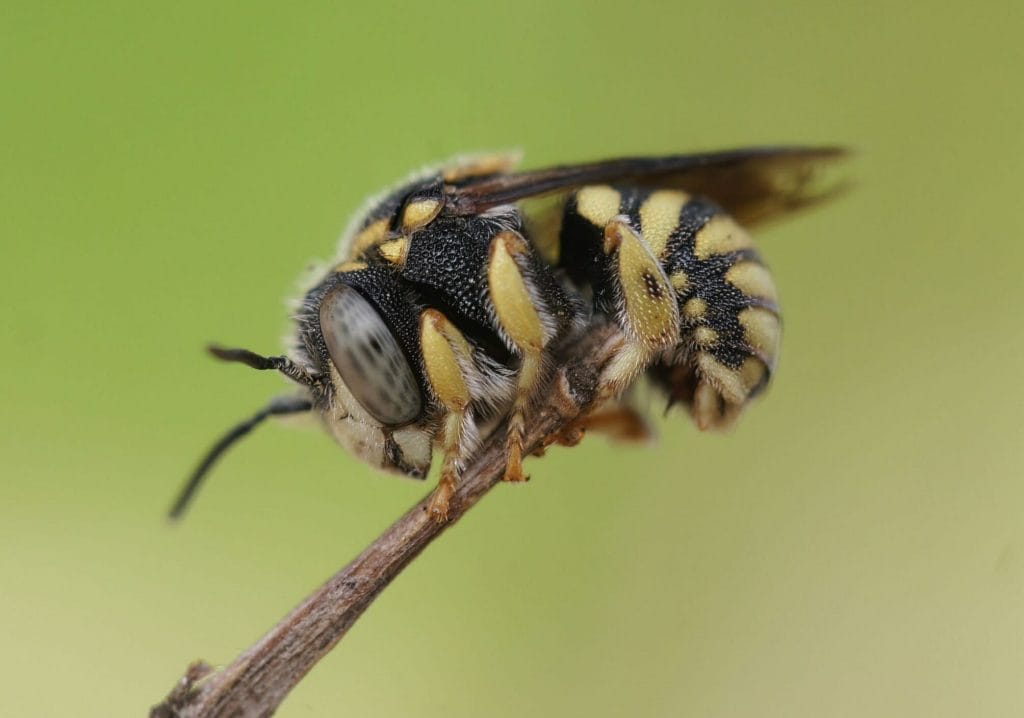 A bee from the Megachilidae family on a stick with blurred background