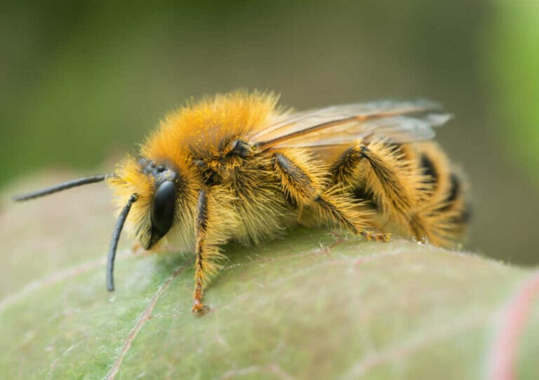 Melittidae Bee Family – An In-Depth Guide