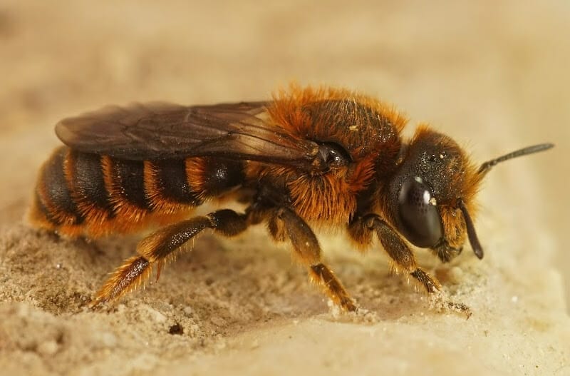 Red mason bee closeup picture