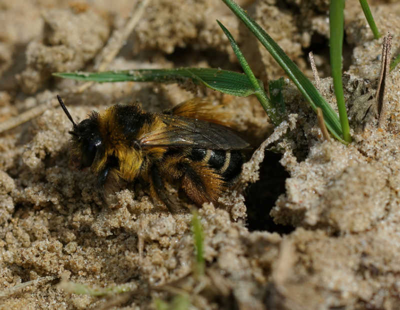 A sand burrow and a Pantaloon bee emerging from the entrance