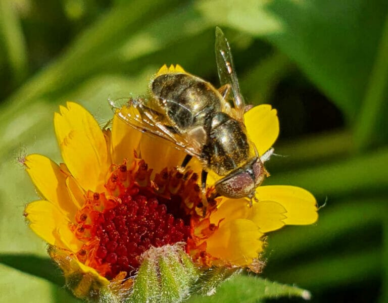 Stenotritidae Bee Family – A Beginner’s Guide