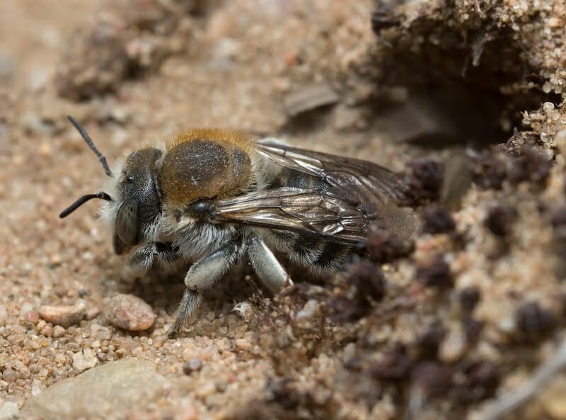 Closeup shot of a Trachusa byssina leaving its burrow in the ground