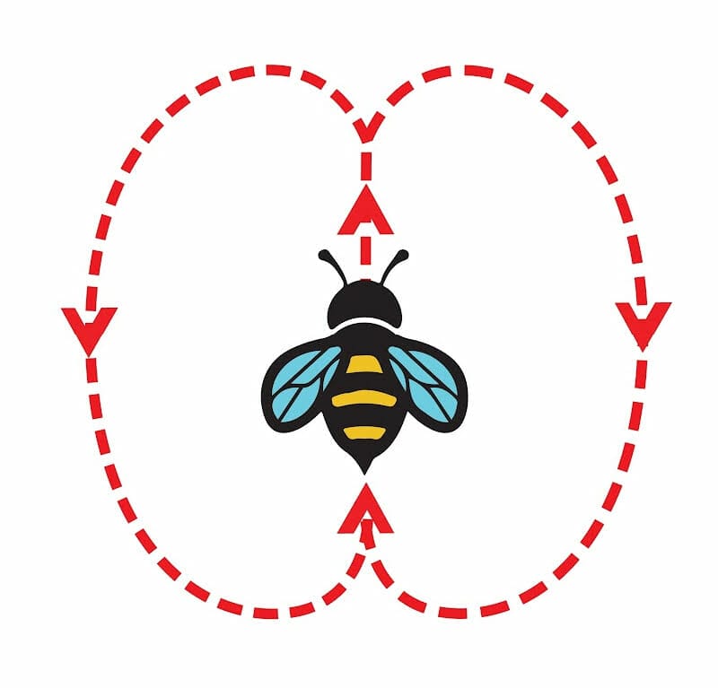 A diagram of the waggle dance with lines showing a figure eight pattern