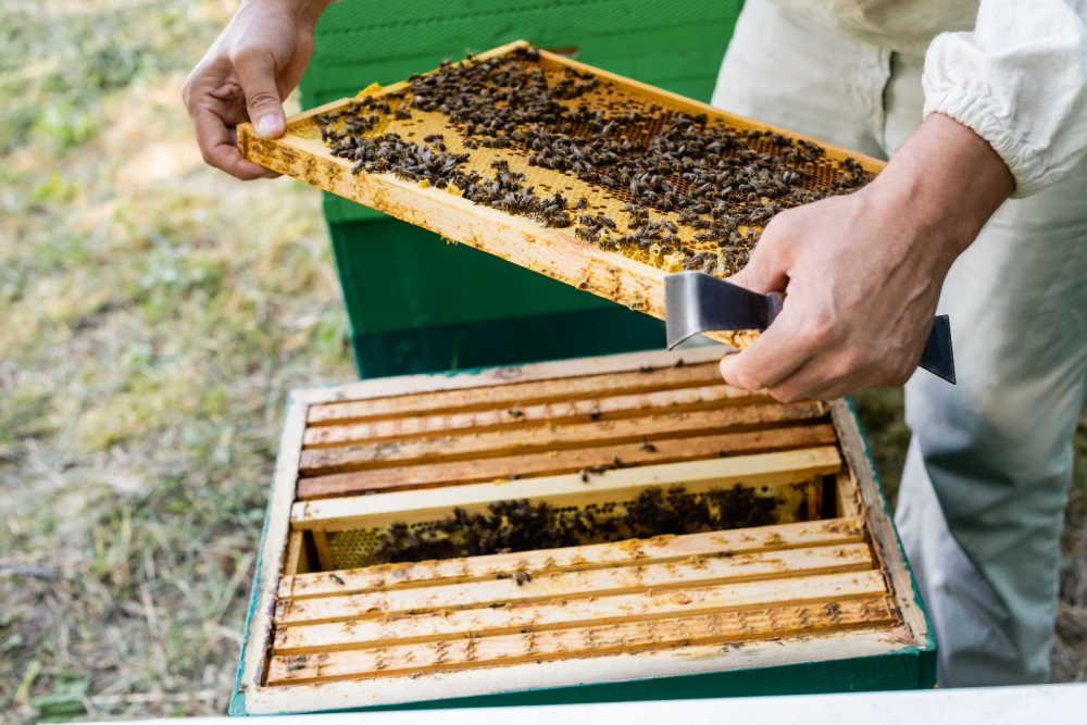 A beekeeper removing a frame from a box.