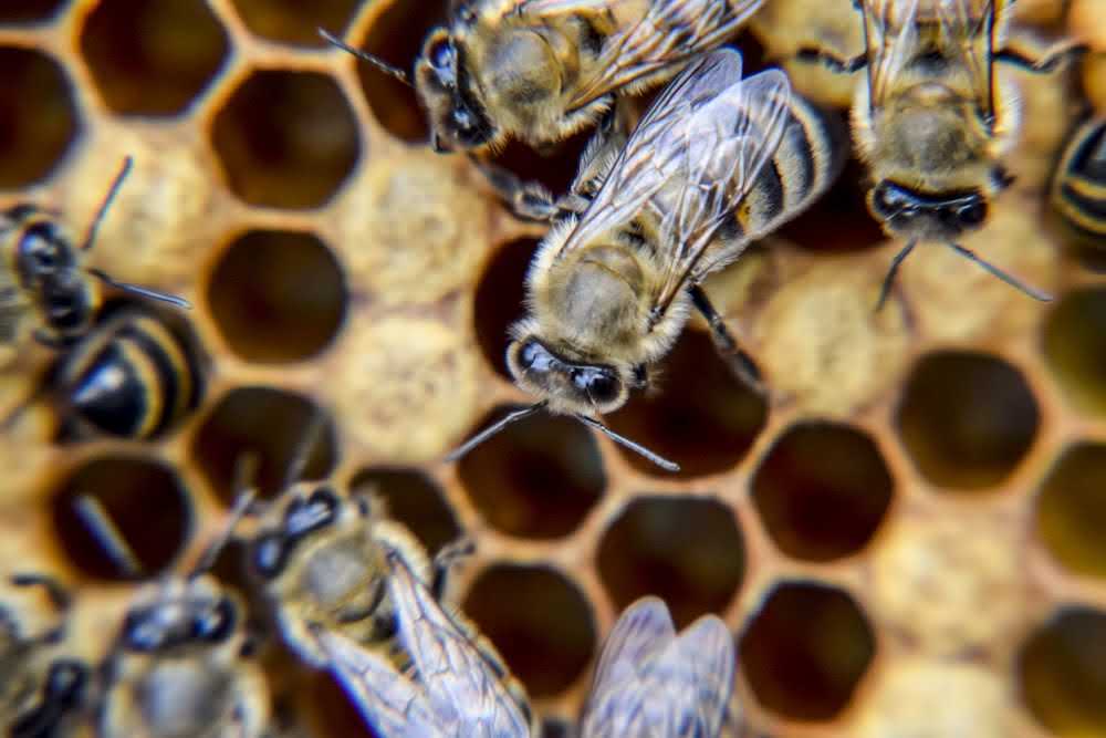 A bee performing the waggle dance on a frame in the hive