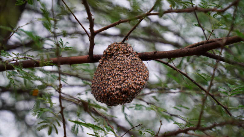 A bee swarm on a tree branch