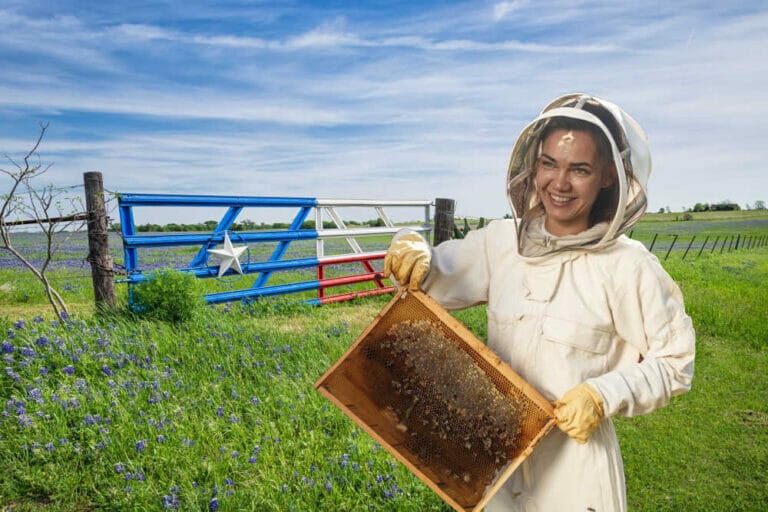 Beekeeping In Texas – An Essential Guide For 2024
