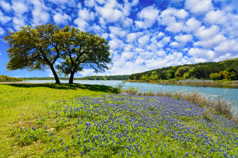 Bees in a field of bluebonnets next to a river in Texas 