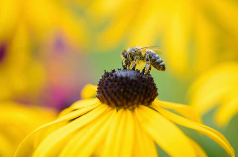 An extreme closeup of a honey bee on a Black-Eyed Susan bloom