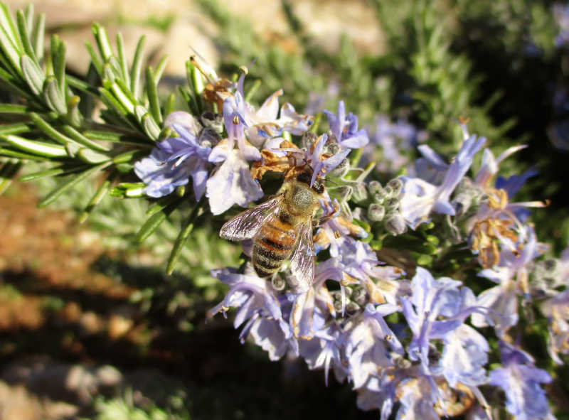 Creeping rosemary (Rosmarinus officinalis Prostratus) in bloom, visited by a bee in a sunny garden.