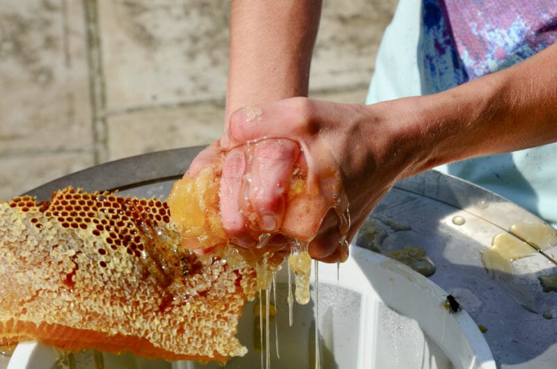 Closeup image of two hands squeezing honeycomb to crush the cells