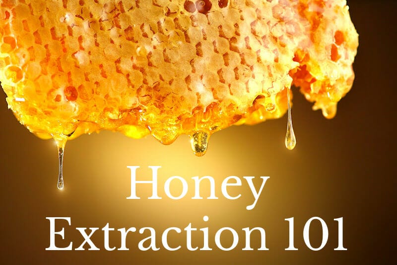 Honey dripping from freshly harvested comb