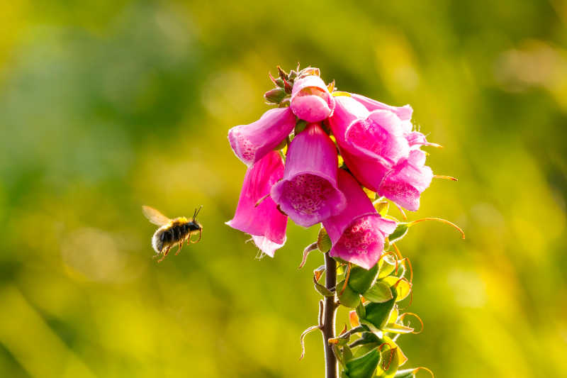 A pink Digitalis purpurea, foxglove or honeydew flower gets approached by a honey bee; blurred green background.