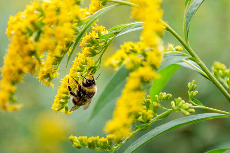Macro shot of a bumblebee gathering pollen on a goldenrod plant