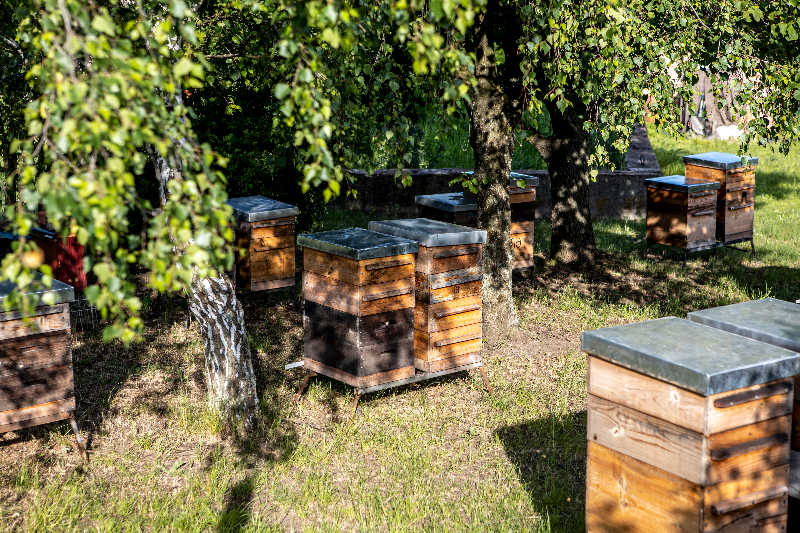 Multiple hives set amongst trees enjoying some shade on a sunny day