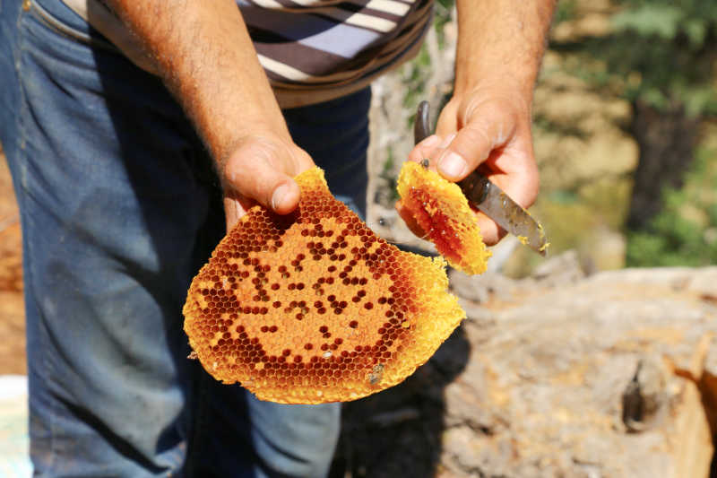 A beekeeper slicing honeycomb with a knife