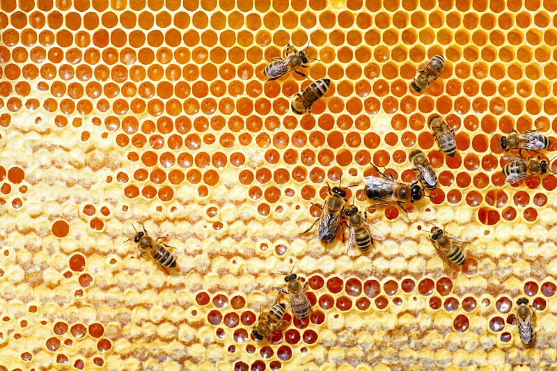 Top down image of honeycomb partially capped by worker bees