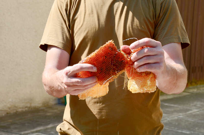 Closeup photo of someone holding several pieces of honeycomb