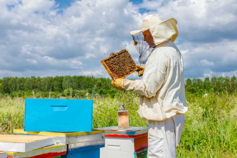 A beekeeper checking a frame covered in honey bees