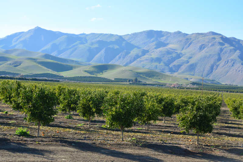 A landscape photograph of developing orange trees in the foothills of California's Sierra Nevada Range