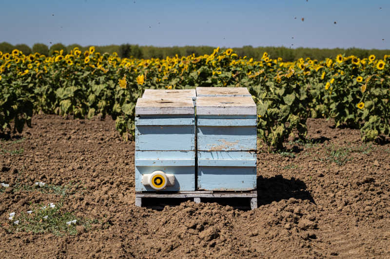 Photo of beehives in front of a sunflower field in Esparto, California, in the state's agricultural Central Valley.