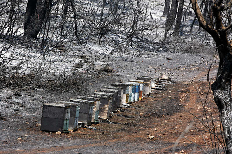 A row of hives next to burnt trees and ash from a forest fire
