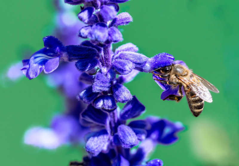 Macro image of a bee on a purple Salvia